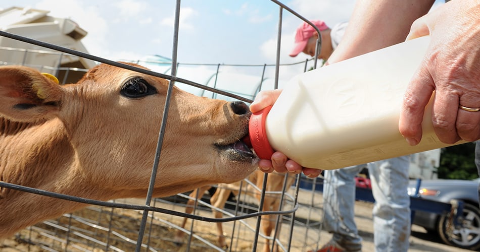 calf drinking from a bottle