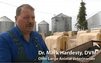 Dehorning: A Humane Practice Focused on Cow Safety