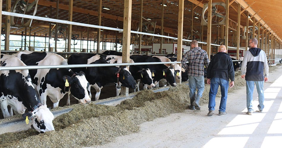 Kyle, Martin and Bill Daugherty walking through their freestall barn