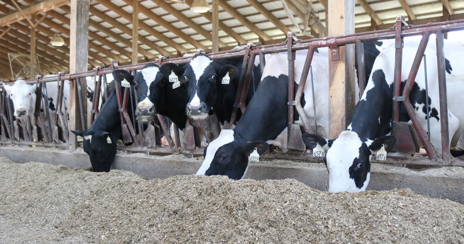 Cows eating in a free stall barn