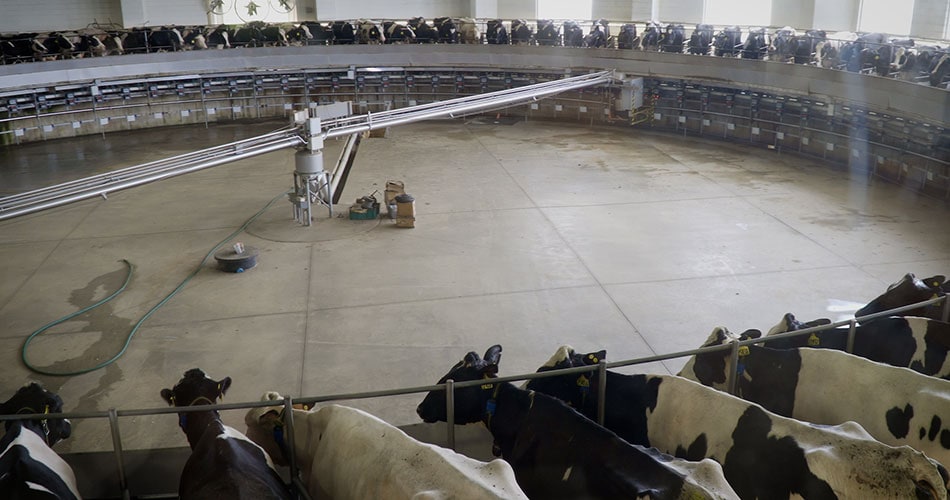 Cows being milked in the rotary parlor