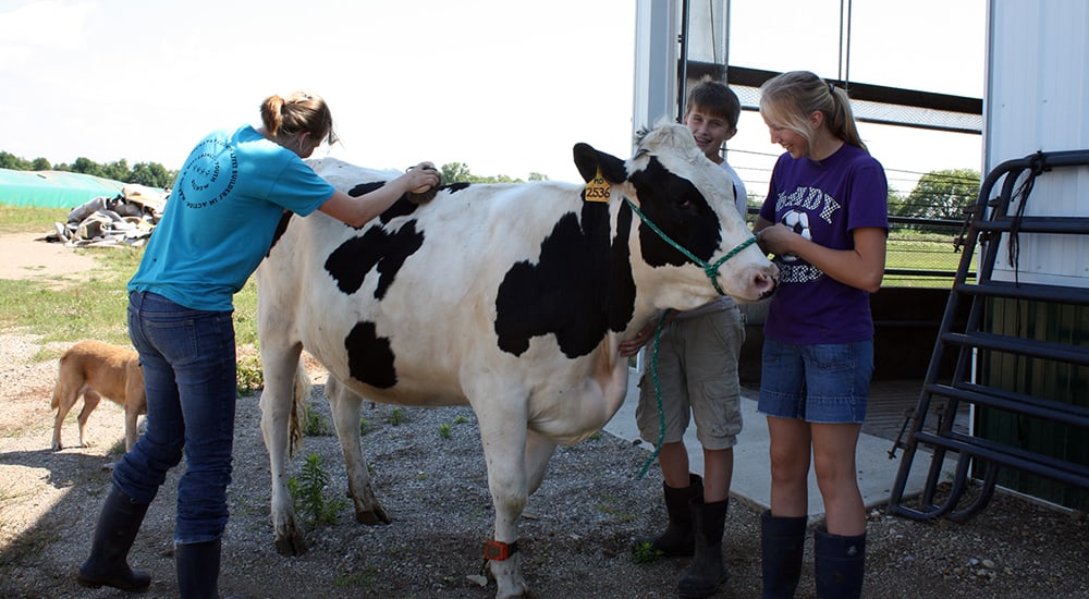 Miedema kids brushing their cow