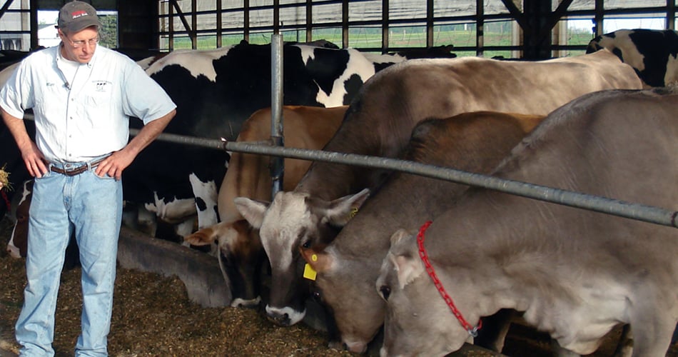 farmer checking on cows