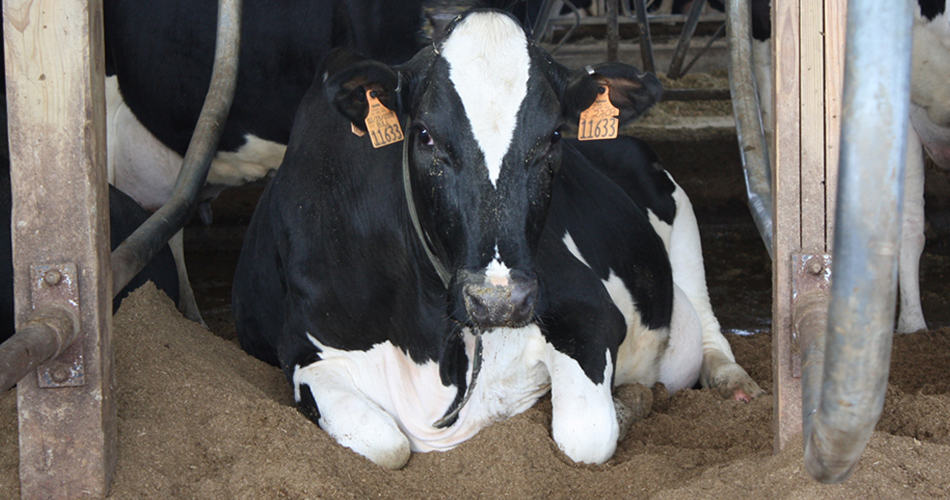 cow laying down