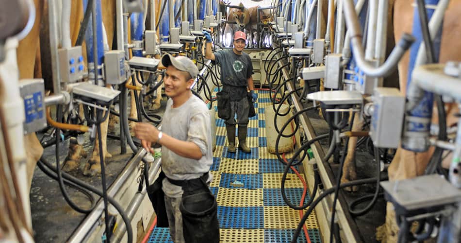 Farmers milking cows in the milking parlor