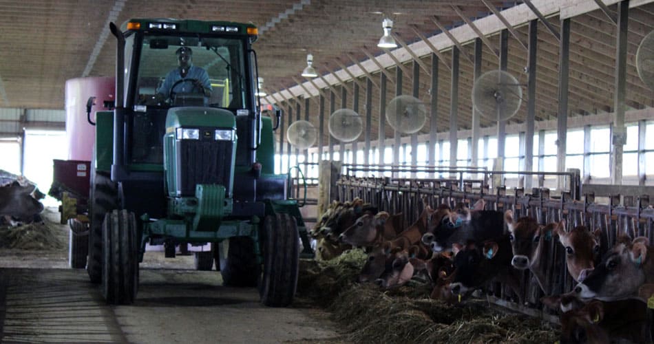 Tractor mulling tmr-mixer through free stall barn