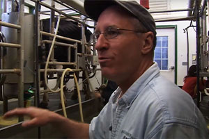 Know Your Dairy: Milking Cows