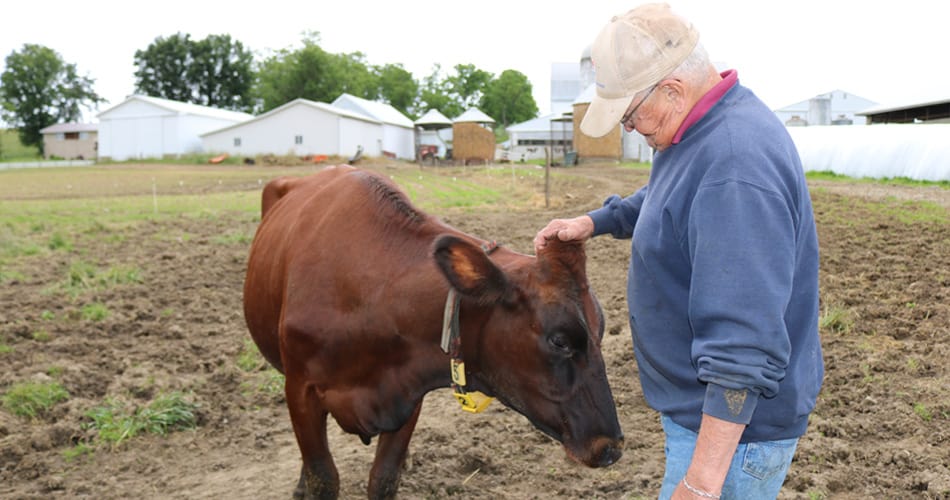 Tom Wolf petting a cow
