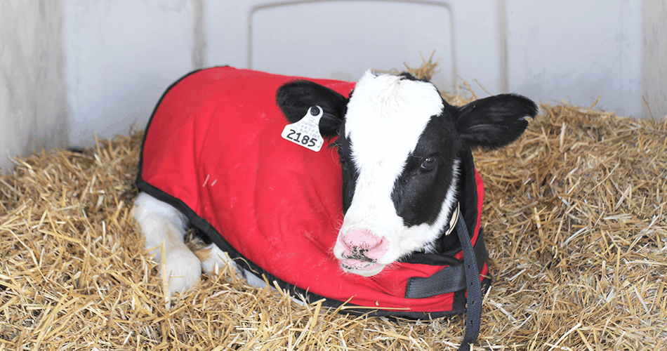 Calf wearing a calf jacket and laying down in a calf hutch