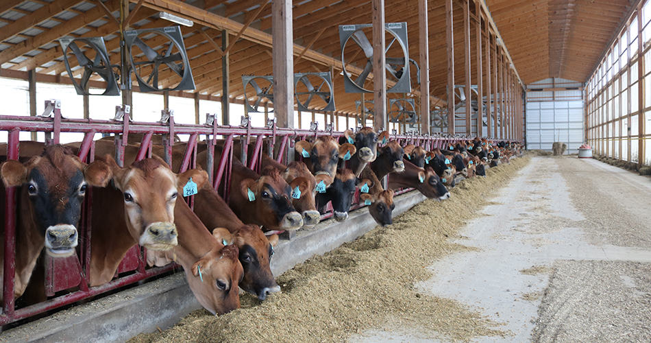 Jersey cows eating