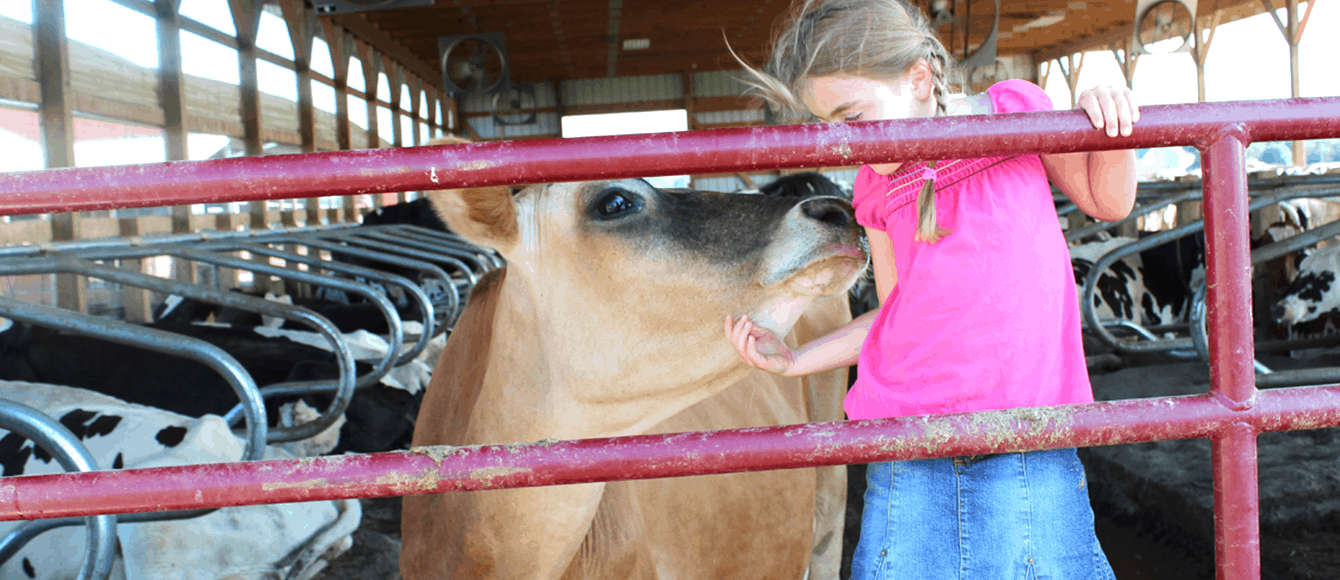A Day in the Life of a Dairy Cow 