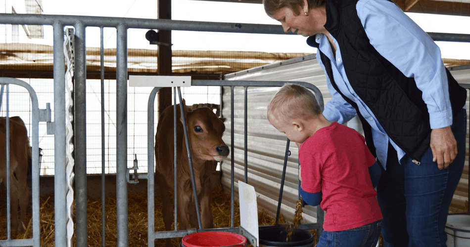 Nuhfer kid feeding a calf