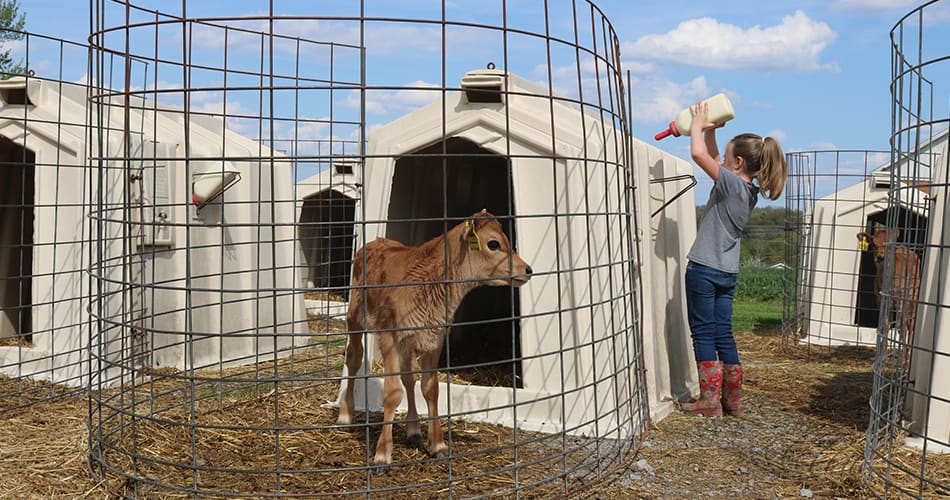Calf in a calf hutch enclosure