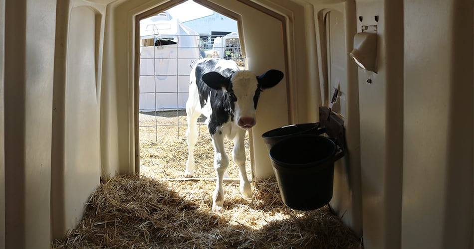 calf inside calf hutch