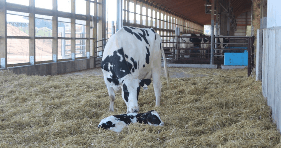 Mother cow licking newborn calf