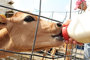 What Happens When a Calf is Born?