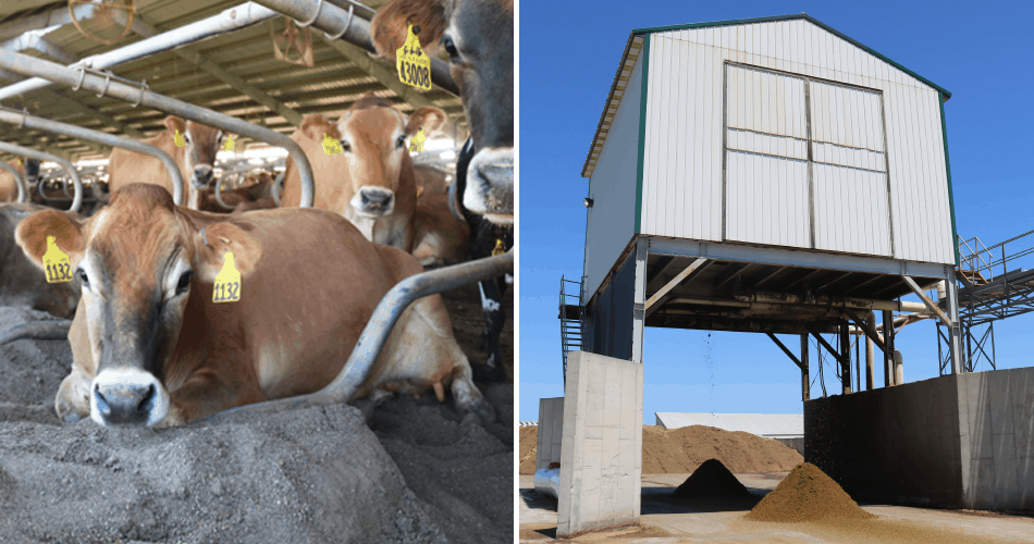 Photo collage of cow laying on bedding and manure separator