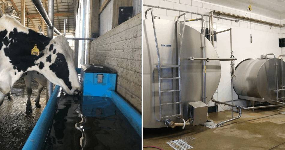 Photo collage of cow drinking water and milk tank