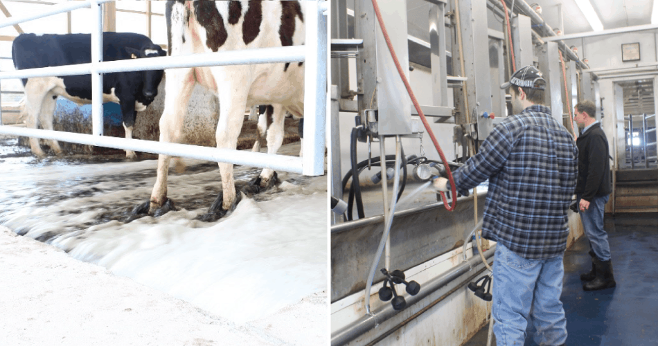 Photo colllage of water flushing free stall barn and milking parlor