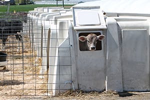 How Do Cows (and Calves) Stay Warm in the Winter?