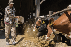 Why Dairy Farmers Love What They Do