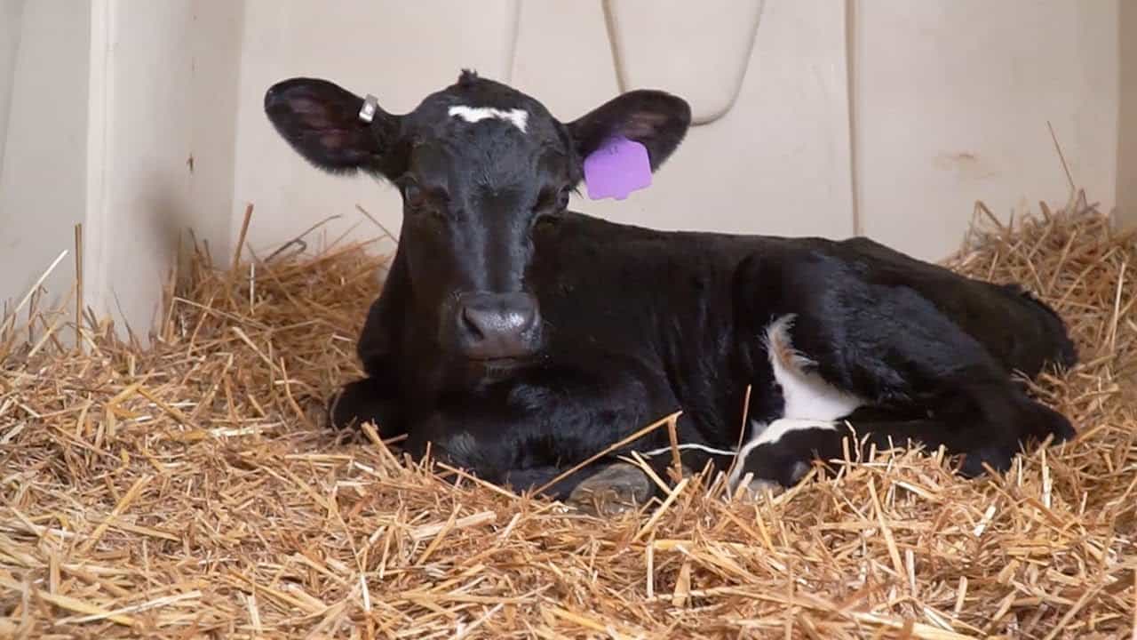 Calf Care with Dr. Fred Gingrich