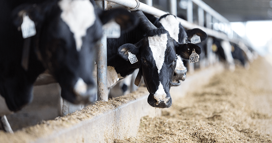 Holstein cow eating