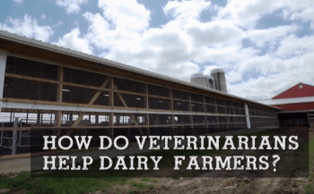 How Do Veterinarians Help Dairy Farmers?