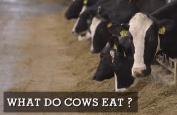 Cow Care with Dr. Fred Gingrich