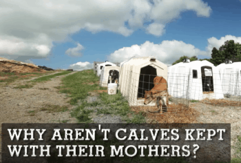 Why Aren’t Calves Kept with their Mothers?
