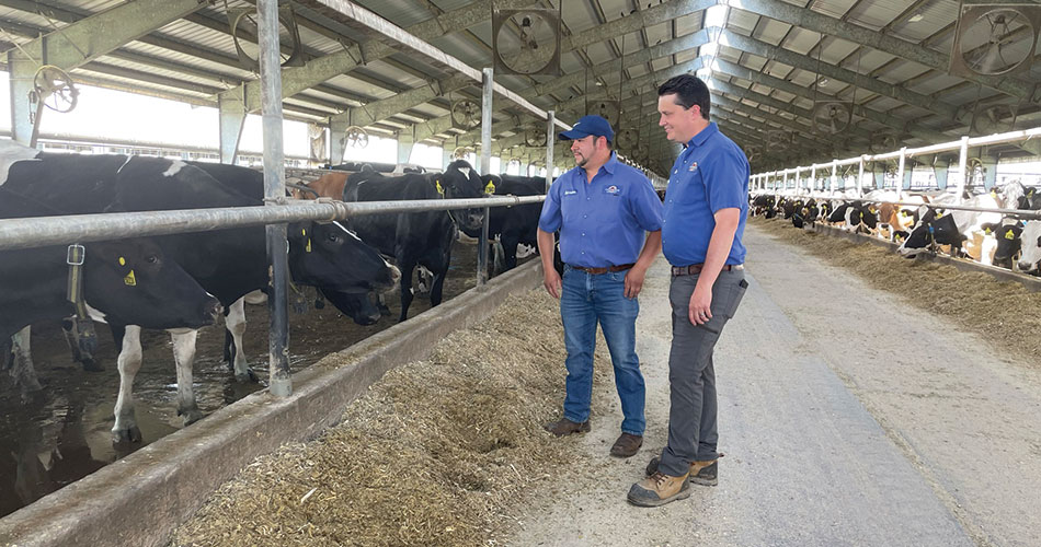 Scott and Salvador checking on the cows