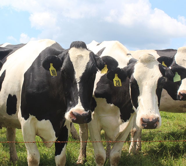 West Virginia dairy farmer Greg Gibson's cows in the pasture
