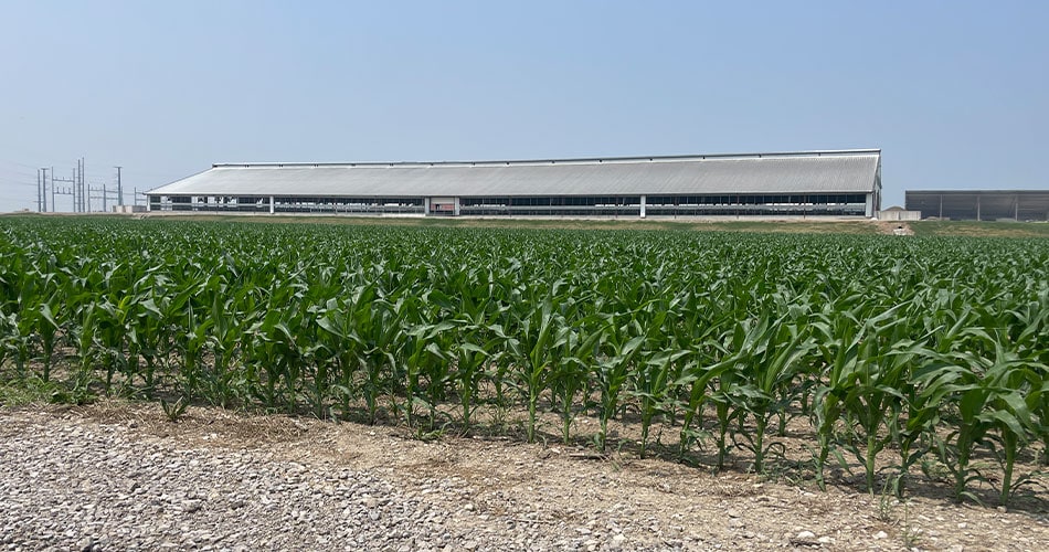 Field of corn with a long free stall barn in the background