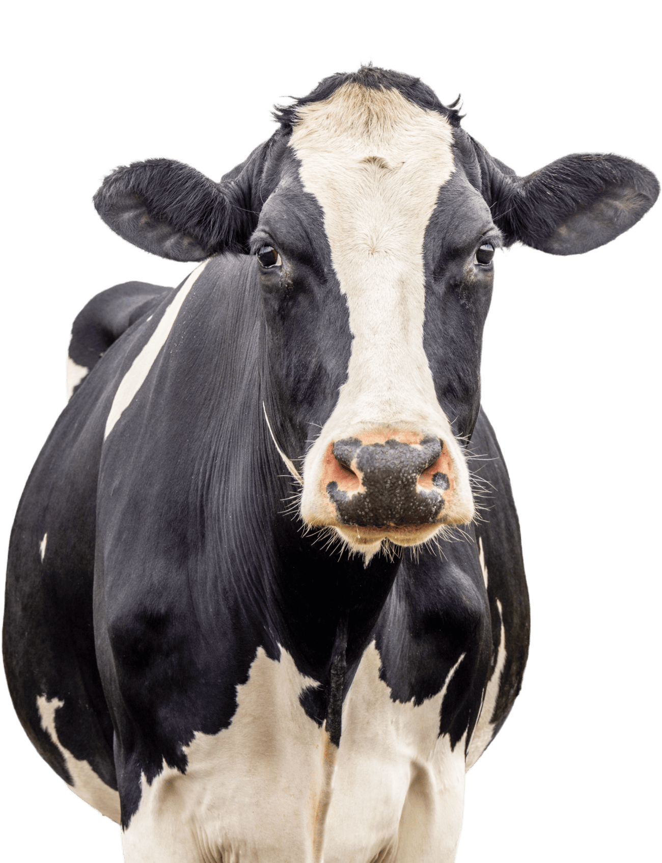Dairy Cow