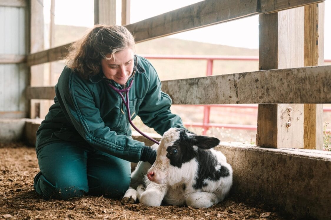 Meet Dr Allie Cain: Large Animal Veterinarian